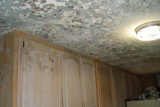 Website Mold Ceiling